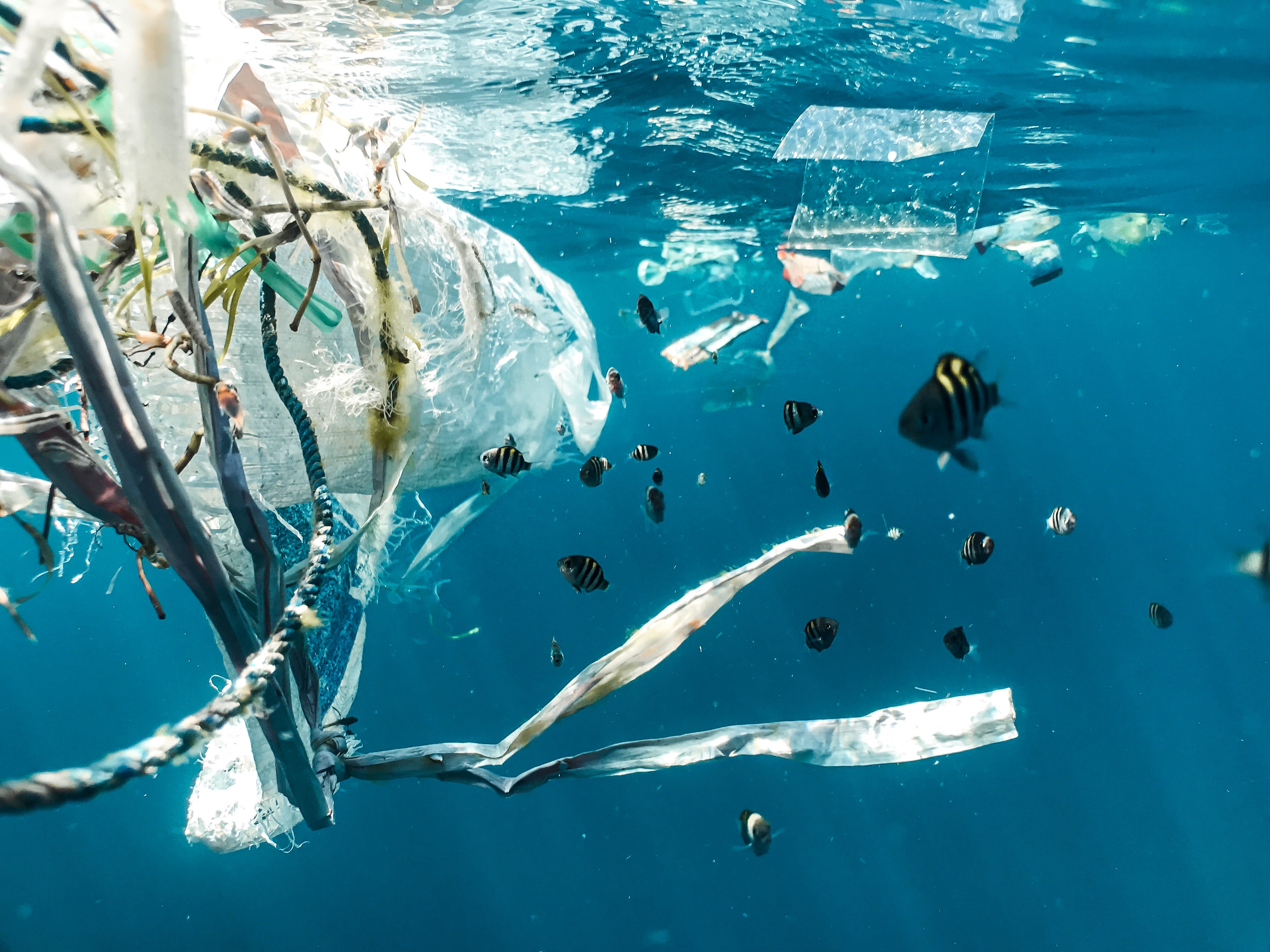 Plastik und Fische im Meer