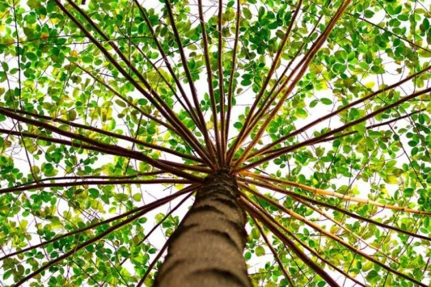 Baum von unten gesehen