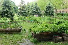 Urbaner Gemeinschaftsgarten im Kopenhagener Nørrebro-Viertel