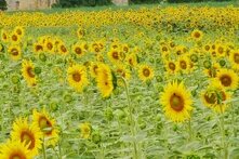 Sonnenblumen_Feld